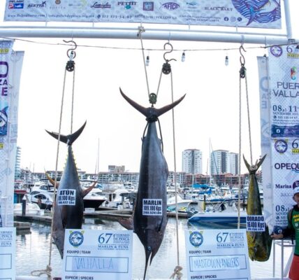 Opta Club de Pesca por proteger el Pez Vela y establecer peso mínimo para las especies