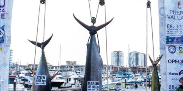 Opta Club de Pesca por proteger el Pez Vela y establecer peso mínimo para las especies