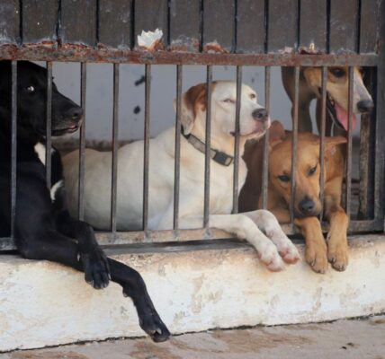Rehabilitan instalaciones del Centro de Control Animal