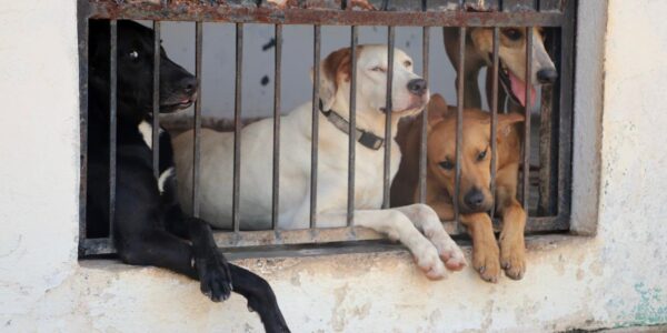 Rehabilitan instalaciones del Centro de Control Animal