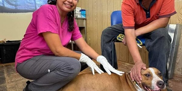 Misión cumplida: Rescatan a los 2 perritos