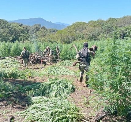 Destruye Ejército plantío de 10 mil metros en Mascota