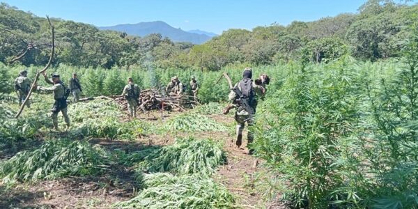 Destruye Ejército plantío de 10 mil metros en Mascota