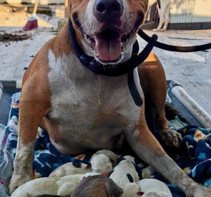 Llegó la cigueña: nacen cachorros de pitbull rescatada