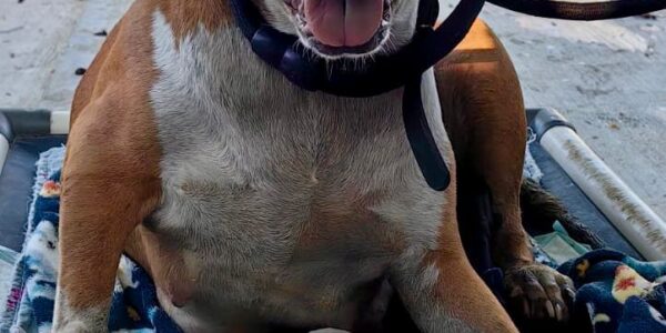 Llegó la cigueña: nacen cachorros de pitbull rescatada