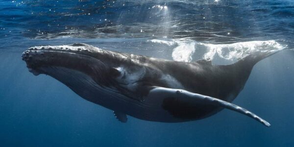 Más de 500 ballenas se esperan en la bahía durante la temporada invernal