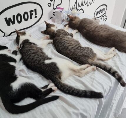 Esterilizaciones gratuitas el 07 y 14 de noviembre