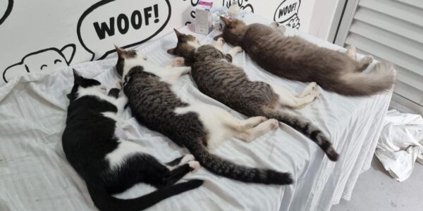 Esterilizaciones gratuitas el 07 y 14 de noviembre