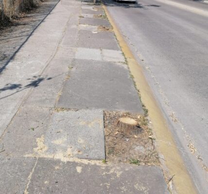 Sancionarán a quienes talaron árboles en avenida México: Ecología Municipal