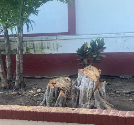 Talan 7 árboles de la secundaria 81; solo uno tenía permiso