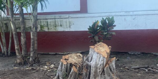 Talan 7 árboles de la secundaria 81; solo uno tenía permiso
