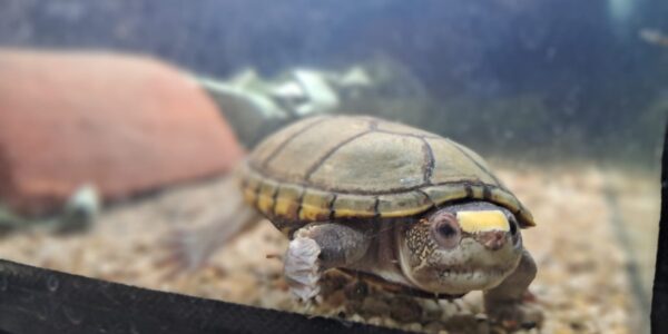 Deriva Fiscalía denuncia de robo de tortugas a FGR y Profepa pide apoyo a la Marina