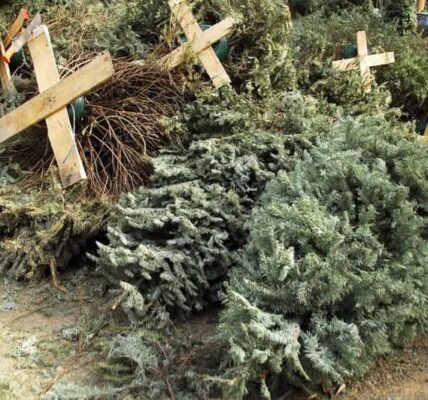 No se puede dejar pinos naturales en las calles, hay centros de recolección