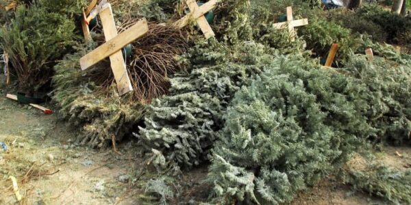 No se puede dejar pinos naturales en las calles, hay centros de recolección