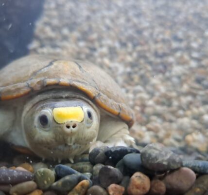 Roban tortugas «casquito» del CUC, endémica de Vallarta y en peligro de extinción