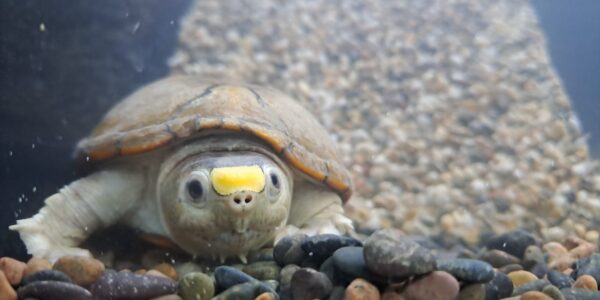 Roban tortugas «casquito» del CUC, endémica de Vallarta y en peligro de extinción