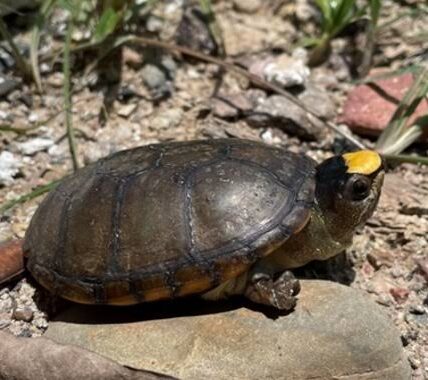 Retira Profepa tortugas casquito de Vallarta del CUC para resguardarlas