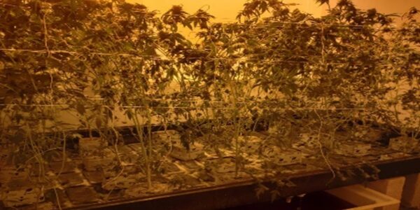 Desmantela FGR invernadero de marihuana en Puerto Vallarta