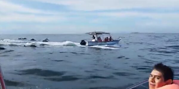 Captan a lanchero que pasa sobre manada de delfines; no respeta distancia de avistamiento