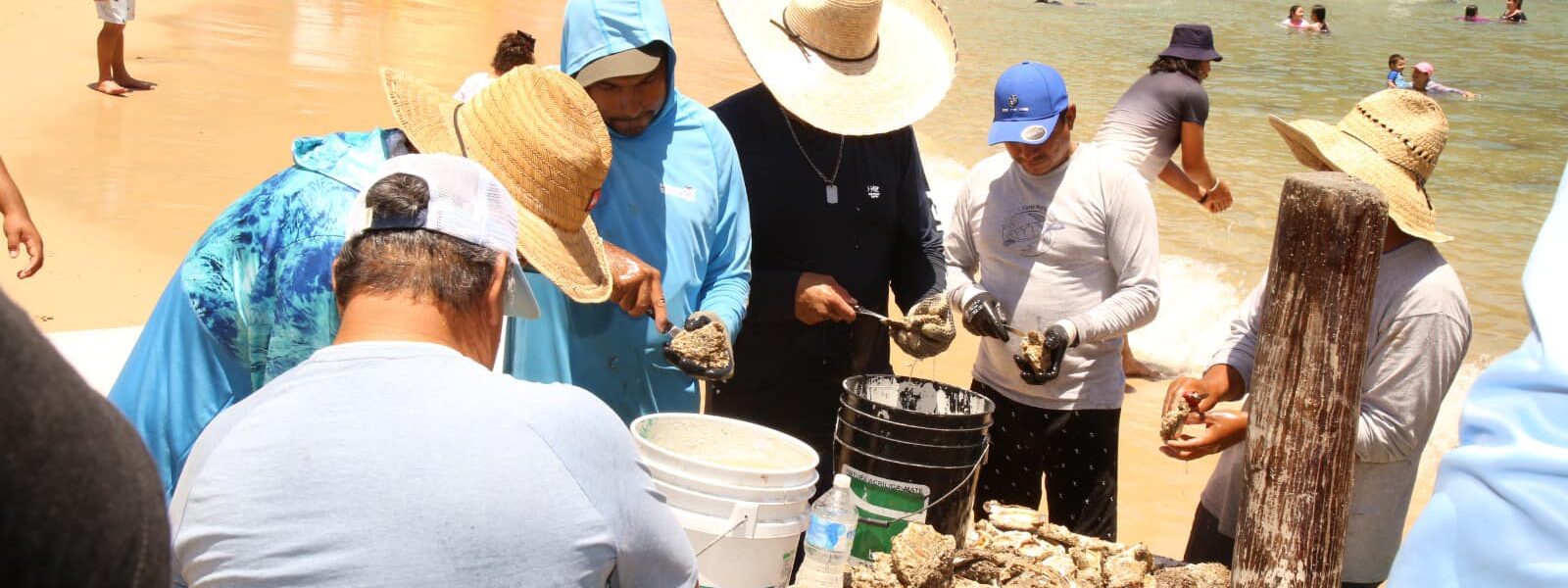 Este sábado, Festival del Ostión 2025 en Tehuamixtle, Cabo Corrientes