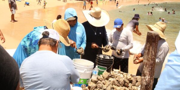 Este sábado, Festival del Ostión 2025 en Tehuamixtle, Cabo Corrientes