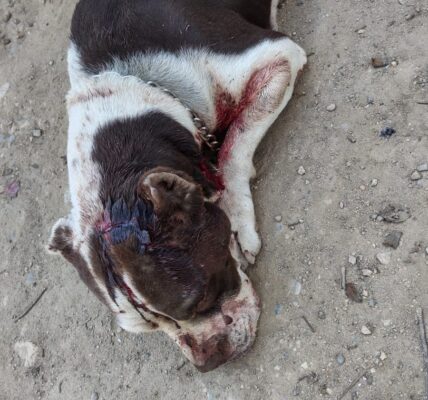 Dan machetazos a perrito en Ixtapa; vecinos exigen a Fiscalía actuar