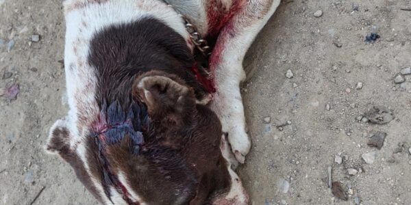 Dan machetazos a perrito en Ixtapa; vecinos exigen a Fiscalía actuar