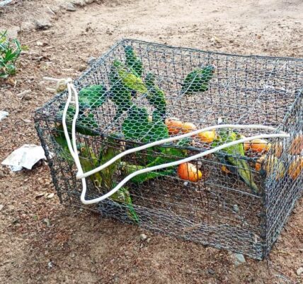 Rescatan policías municipales 17 pericos y un halcón