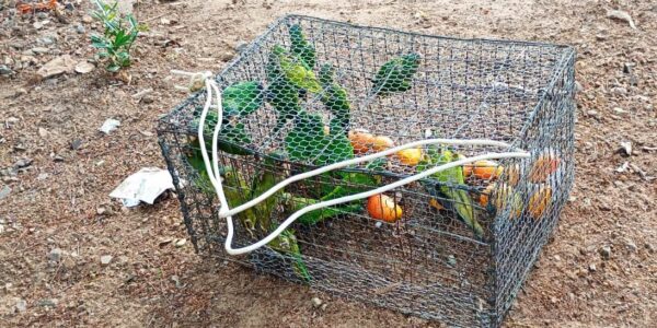 Rescatan policías municipales 17 pericos y un halcón