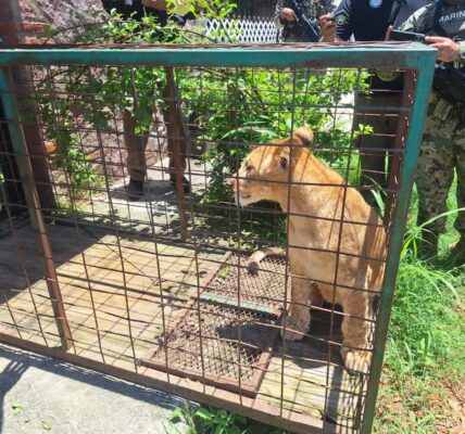Profepa y FGR aseguran león en Puerto Vallarta y presenta denuncia contra dueño