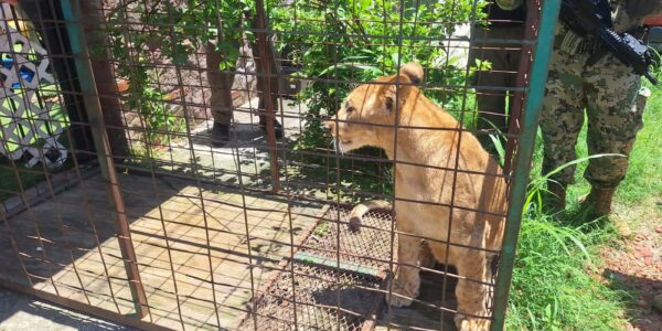 Profepa y FGR aseguran león en Puerto Vallarta y presenta denuncia contra dueño