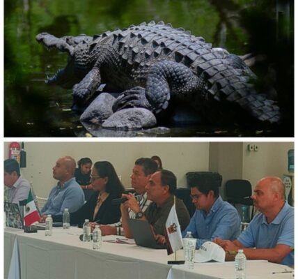 Acuerdan medidas para conservación de cocodrilos y garantizar la seguridad de la población