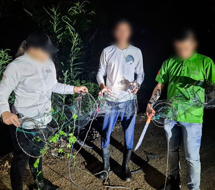 Inhabilita Profepa trampas que capturaban tortugas casquito de Puerto Vallarta