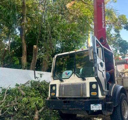 Pagará multa desarrollador que podó «de más» árbol en terreno de la OPC: Sostenibilidad Ambiental