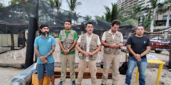 43 mil huevos de tortuga perdidos por «Priscilla»: campamentos continúan evaluando afectaciones 43 mil huevos de tortuga perdidos por «Priscilla»: campamentos continúan evaluando afectaciones