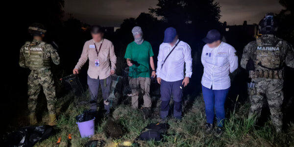 Deshabilita Profepa y Semar 12 trampas en zonas de anidación de tortuga casquito en Puerto Vallarta