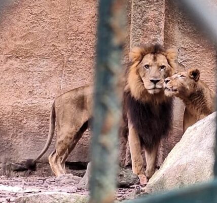 Leones del Zoológico de Puerto Vallarta están en buen estado: Profepa