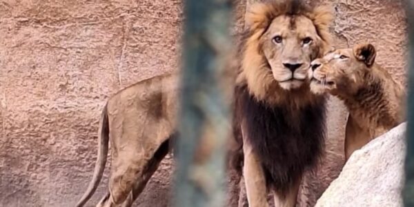 Leones del Zoológico de Puerto Vallarta están en buen estado: Profepa