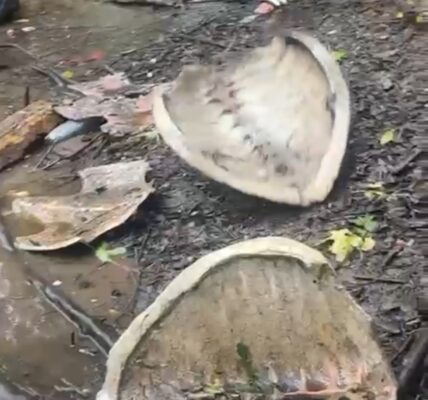 Recibió Profepa denuncia de matanza de tortugas en Boca de Tomates