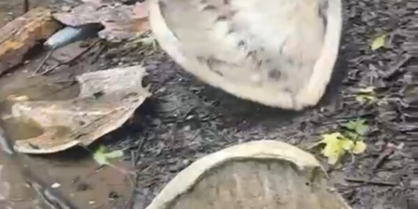 Recibió Profepa denuncia de matanza de tortugas en Boca de Tomates Recibió Profepa denuncia de matanza de tortugas en Boca de Tomates