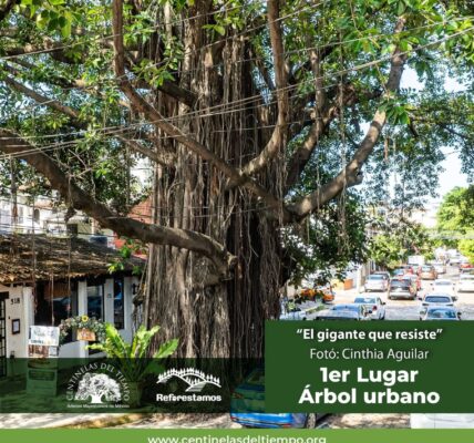 Gana 1er lugar fotografía de árbol Vallartense en concurso nacional