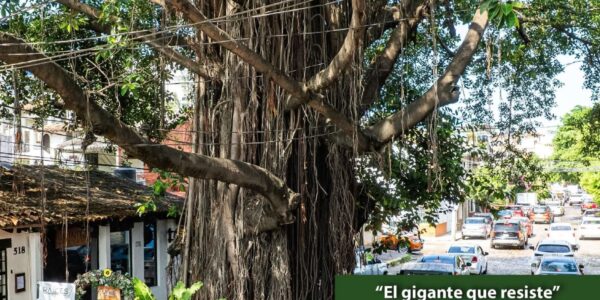 Gana 1er lugar fotografía de árbol Vallartense en concurso nacional