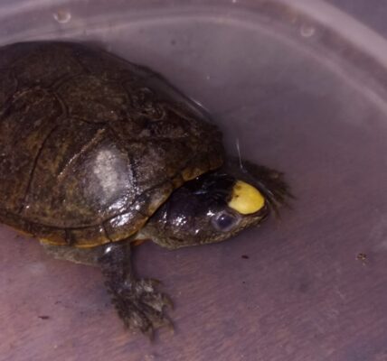Ciudadana responsable entrega tortuga casquito que encontró en la calle