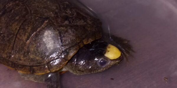 Ciudadana responsable entrega tortuga casquito que encontró en la calle
