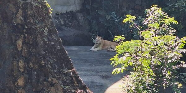 Es un refugio de animales rescatados: director del Zoológico de Vallarta