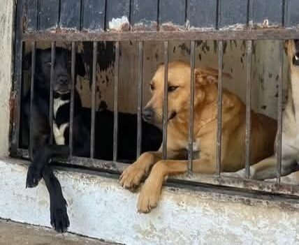 Crearían página web para poner en adopción perritos y gatos del Centro de Control Animal