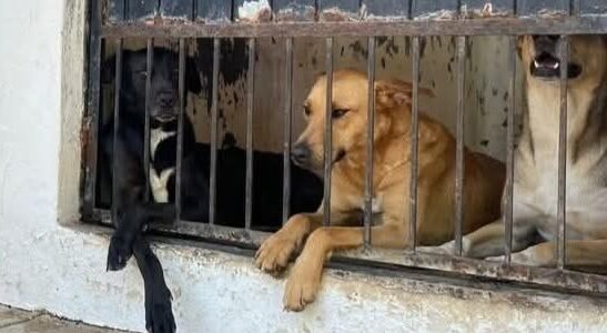 Crearían página web para poner en adopción perritos y gatos del Centro de Control Animal