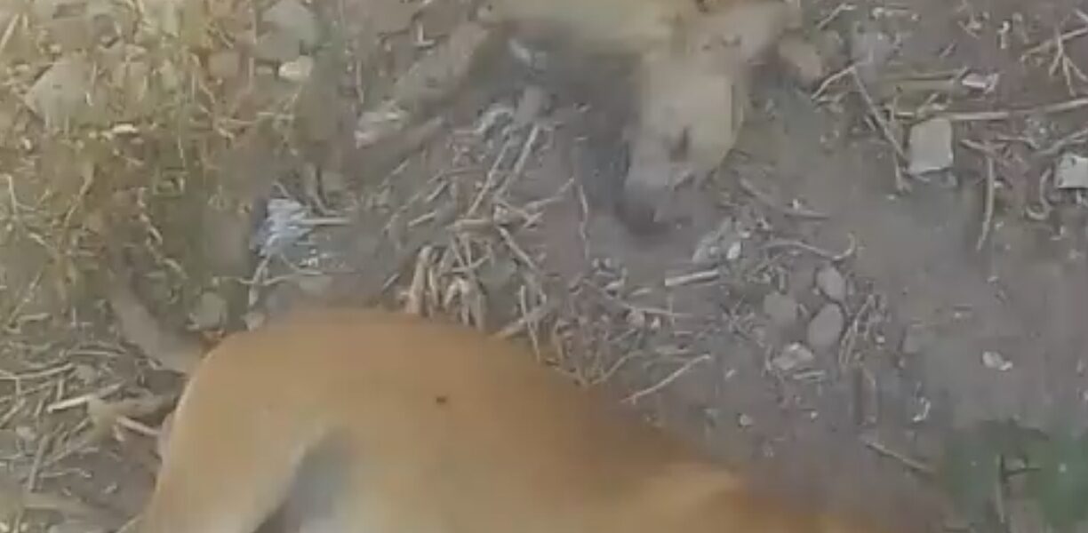 Envenenaron a perritos en colonia San Esteban