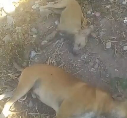 Envenenaron a perritos en colonia San Esteban
