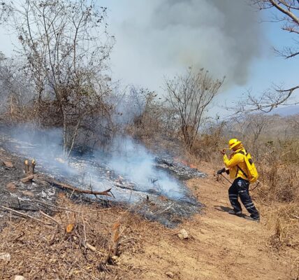 Al 50% controlados incendios en Cabo Corrientes y Tomatlán, afectadas más de 3 mil hectáreas